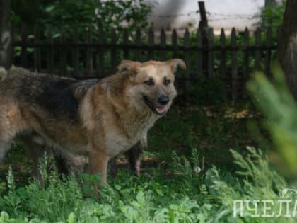 Стая бродячих собак напала на женщину в Челябинске