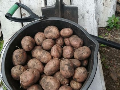 Секреты успешного картофелеводства в условиях непогоды