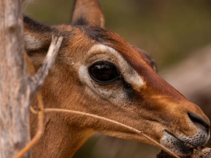 Что показало расследование причин гибели косуль на границе Челябинской области