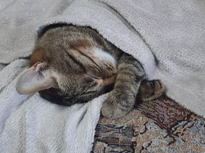 Способы быстро уснуть без снотворного перечислили эксперты