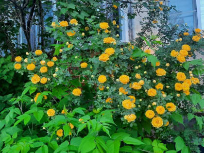 Тёплый ясный летний день