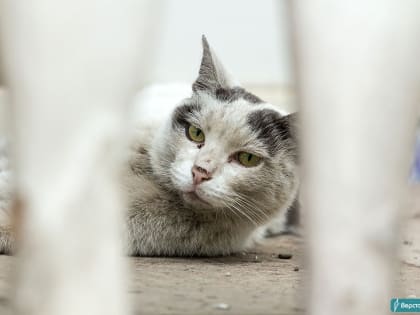 Кот успел укусить ребёнка. В Магнитогорске зафиксирован очередной случай бешенства