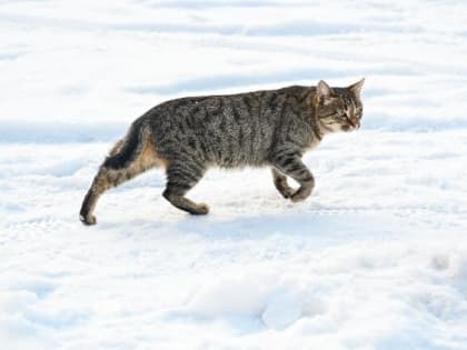 В одном из микрорайонов Челябинска объявили карантин по бешенству