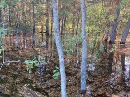 В Челябинском городском бору нашли зловонное болото, уничтожающее деревья
