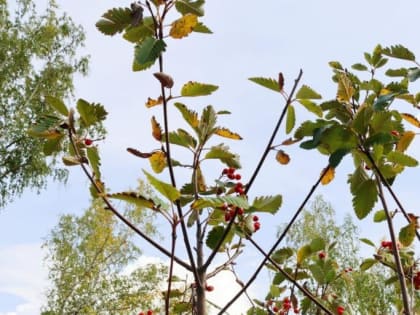 Второй этап преображения парка