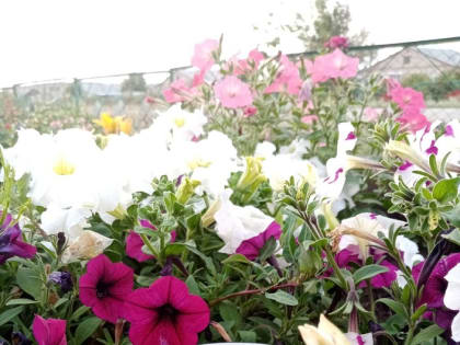 Сера повышает не количество, но качество