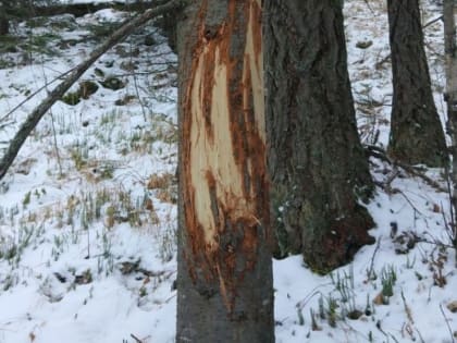 Готовятся к схватке: в нацпарке «Зигальга» медведи размечают территорию