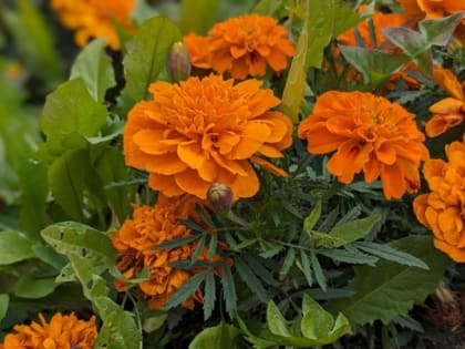 Челябинскую область накроет летняя жара