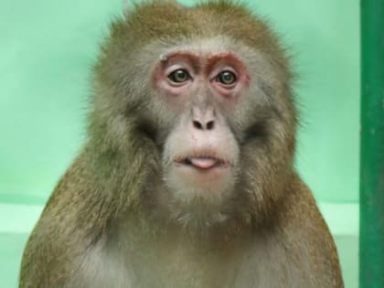 В челябинском зоопарке из-за ОРВИ и гриппа закрыли на карантин зал приматов