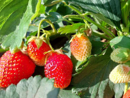 Продукты, разжижающие кровь и препятствующие образованию тромбов, перечислили в Роскачестве