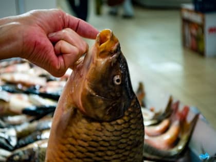 В Челябинской области изъяли 5 партий рыбы и морепродуктов