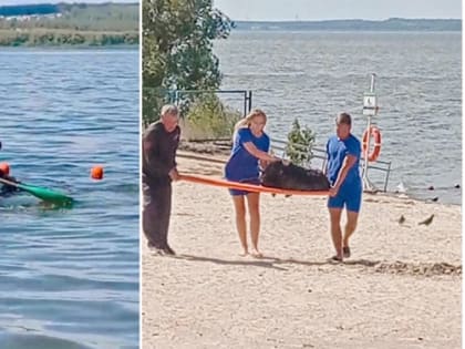 Овцу достали из воды челябинские матросы-спасатели