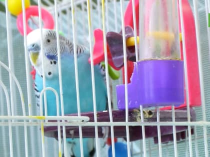 Вместо математики – уроки по уходу за питомцами. Ветеринары провели беседу со школьниками