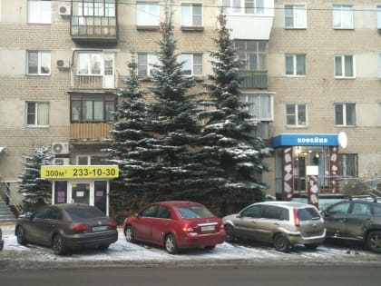 На главной площади Челябинска заменят старые ели на новые