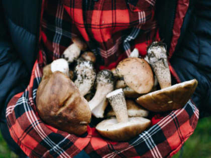 Как я грибами заразилась