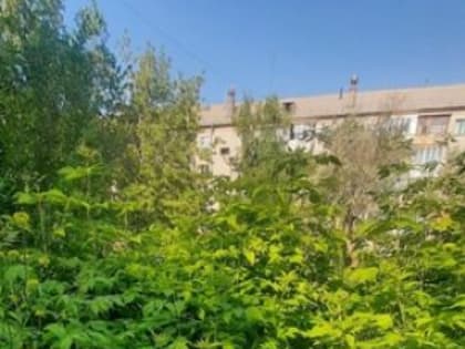 Городские джунгли. Жительница Магнитогорска пожаловалась на пустырь посреди двора