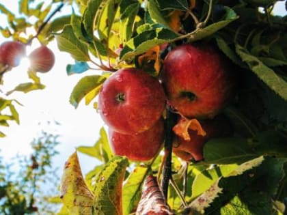 Сколько чего сажать, или За что мы любим яблоки