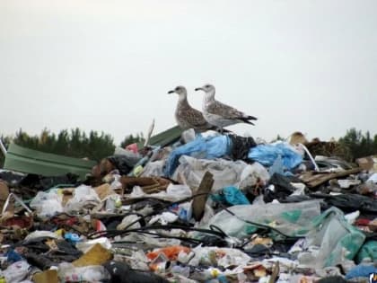 В Минобороны связали рост заболеваемости птичьим гриппом в РФ с миграцией птиц с Украины