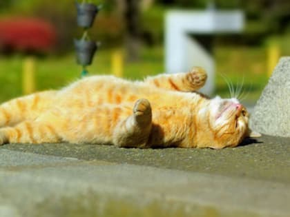 Прогноз погоды на ближайшие дни