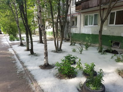 Глава Челябинска поручила обрезать тополя на улицах города