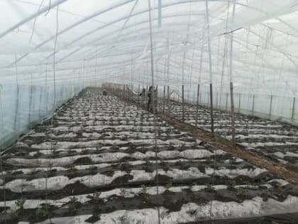 Полицейские провели рейд по теплицам Аргаяшского района