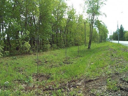 Более 170 неприжившихся деревьев заменили в Челябинске