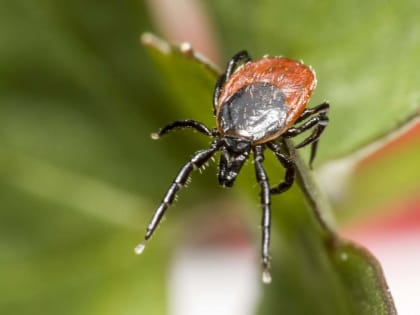 В Кусе два человека госпитализированы с подозрением на энцефалит и боррелиоз