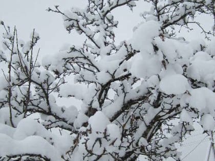 Любители снежных шуб