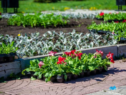В Магнитогорске завершилась высадка цветов на городских клумбах