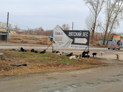 Бездомных собак стерилизуют и выпускают обратно