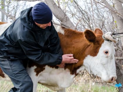 Обогатился за чужой счет. Южноуралец продал быка, который случайно оказался среди его скота