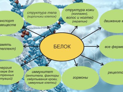 Здоровое питание - залог здоровья