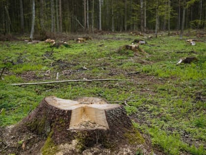 В одном из районов Кубани пресекли вырубку лесных насаждений