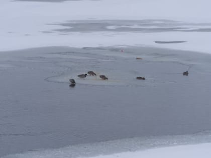 На Южном Урале ожидаются снежные выходные