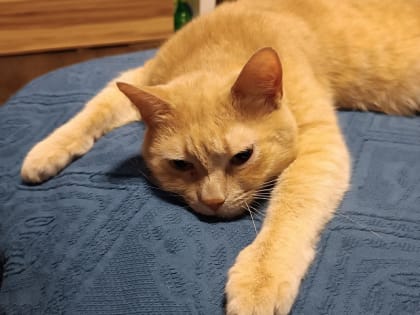 В Челябинске от бешенства снова умер домашний кот