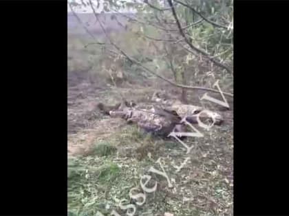 Боец ВС России снял на видео кровавые последствия провального наступления ВСУ на Запорожье