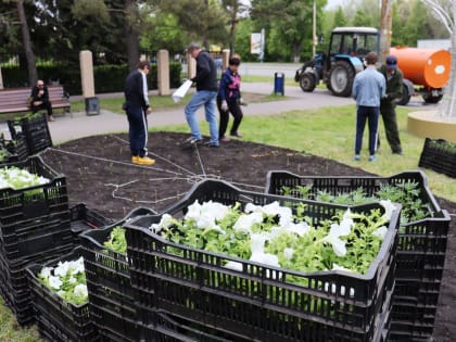 В Тракторозаводском районе приступили к высадке цветов