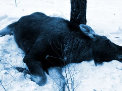 В Челябинской области осудят браконьера, застрелившего лосиху
