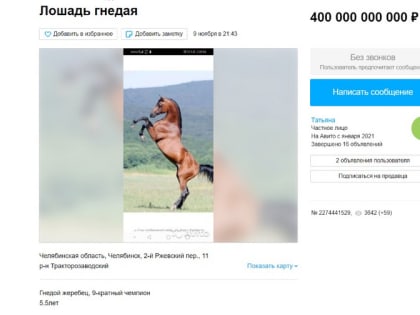 В Челябинске гнедой жеребец продаётся за 400 миллиардов?