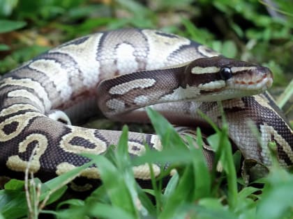 В Челябинской области проснулись змеи