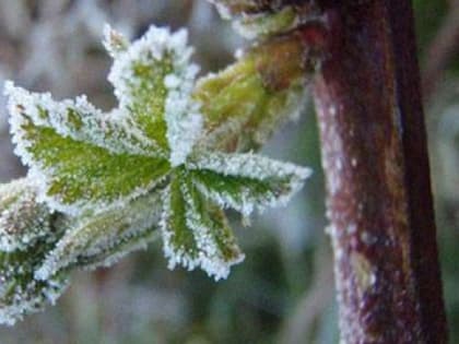 Летние ночные заморозки зафиксированы в Челябинской области