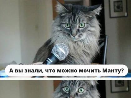 Можно ли мочить Манту?