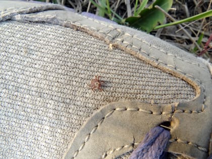 Клещи проснулись и кусаются