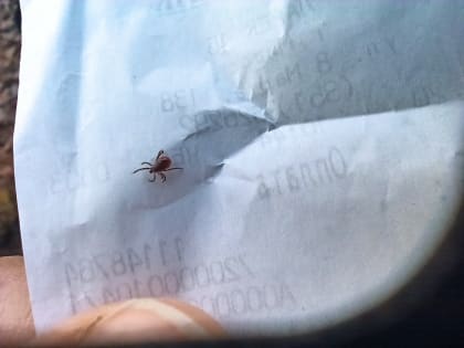 Чего боятся клещи? Защищаем свой участок, семью, питомцев