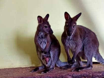 У кенгуру Плутоши и Аннушки - пополнение