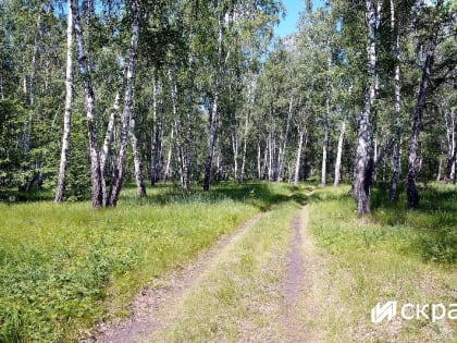 Клещи стали реже кусать южноуральцев