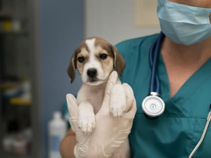 Россельхознадзор предупреждает о появлении в сети Интернет предложений о реализации контрафактных препаратов Nobivac и ZOLETIL