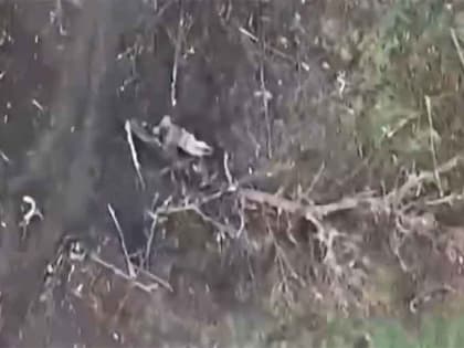 ВСУ выложили новое видео с застрелившимся русским солдатом, не пожелавшим сдаться в плен