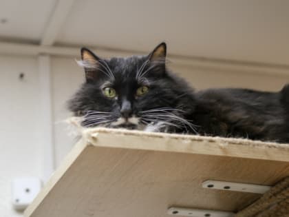 На северо-западе Челябинска объявили карантин из-за бешенства животных