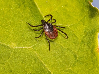 В Челябинской области резко выросло количество пострадавших от укусов клещей